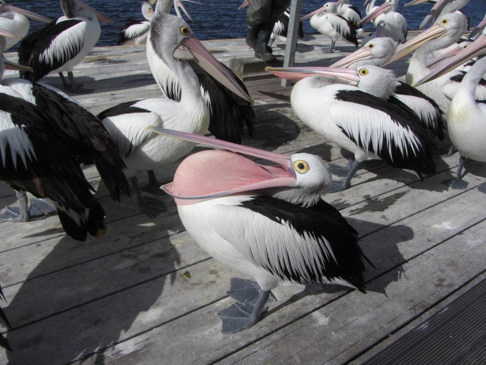 Pelikan toliko gladan da je odlučio pojesti samog sebe