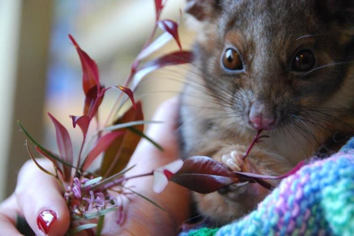 Mali slatki oposum njupa biljčicu