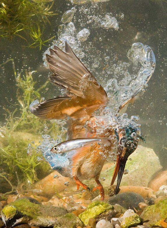 Dokaz da ptice rone - ribica u zadnji tren izbjegla smrt