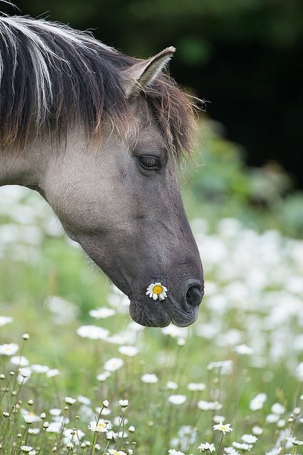 Konj uživa na cvjetnoj livadi