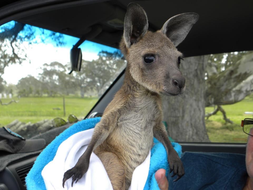 Mali napušteni klokan ušuškan u dekicu na putu u novi dom