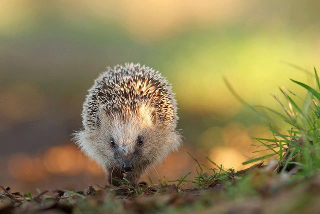 Ježurka ježić povazdan luta...