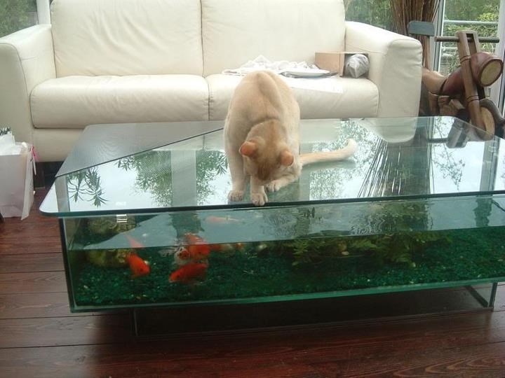 Mačka u lovu na ručak