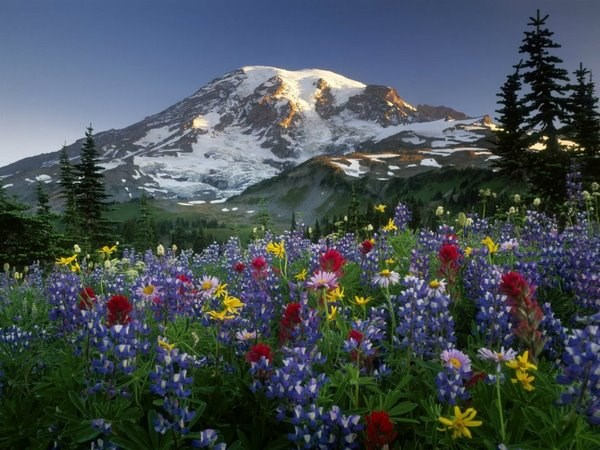 Rascvjetana livada podno snježnih obronaka