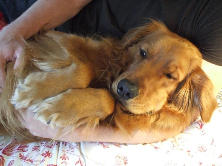 Zlatni retriver ušuškan u zagrljaj spreman je za spavanac