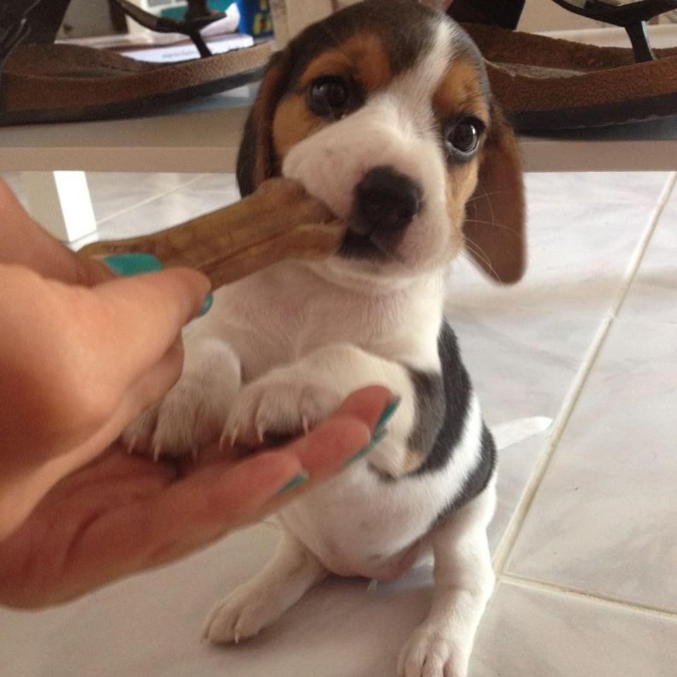 Toliko sladak da mu je nemoguće odoljeti