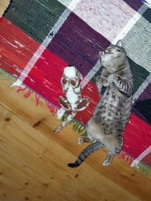 Maca na pripremama: Čim izvježba pozu, ide na tajni zadatak