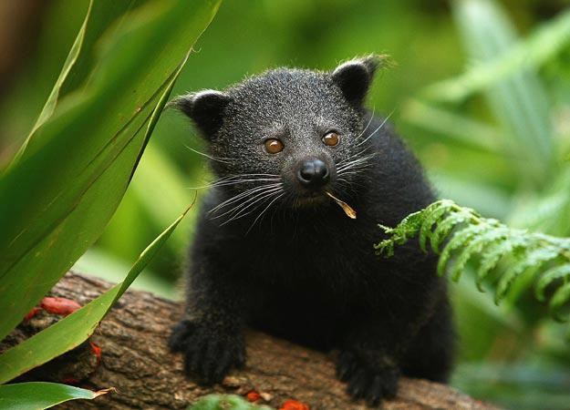 Binturong uhvaćen dok njupa