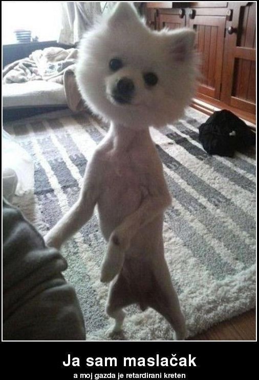 Kad psić ima peh i dobije idiota za gazdu