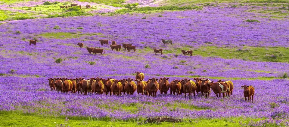Kravice uživaju u mirisnim poljima lavande