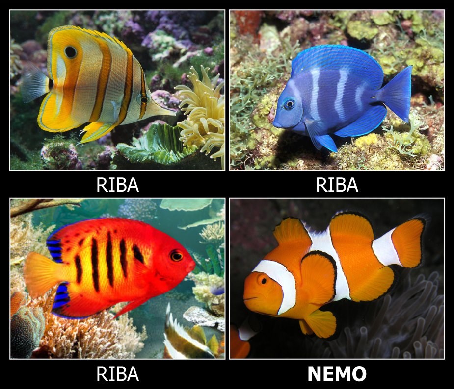 Razlikujete li tropske ribice?