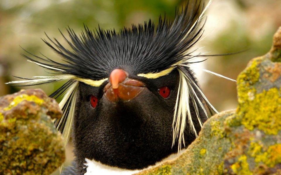 Čupavi pingvin igra se skrivača