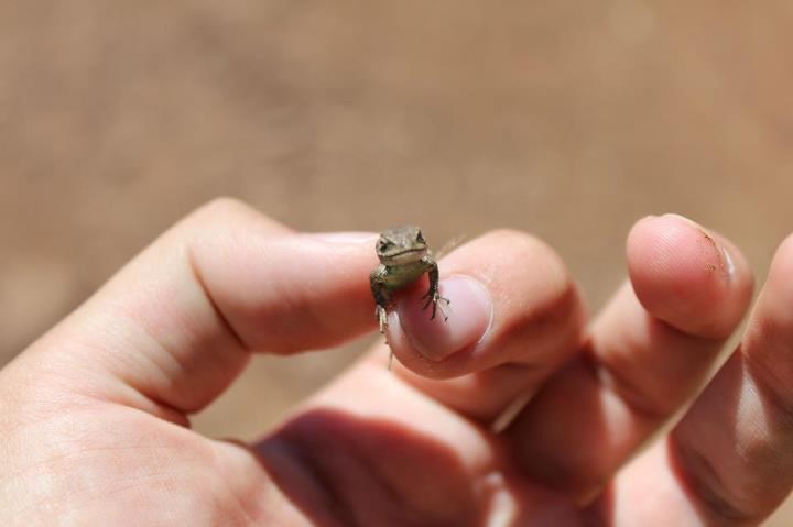 Minijaturna žabica :)