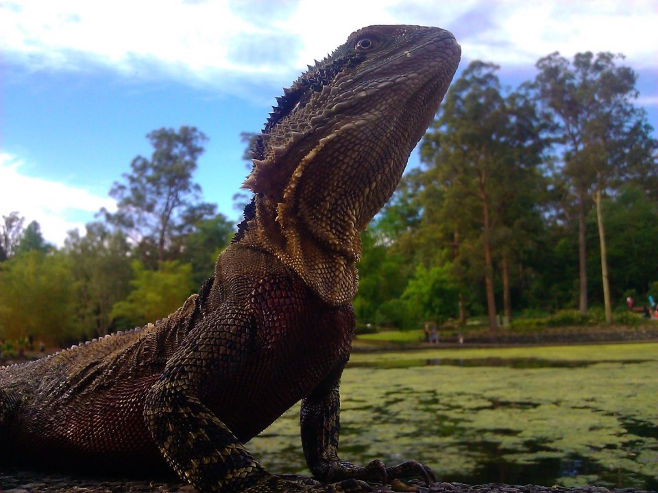 Narcisoidna iguana pozerica