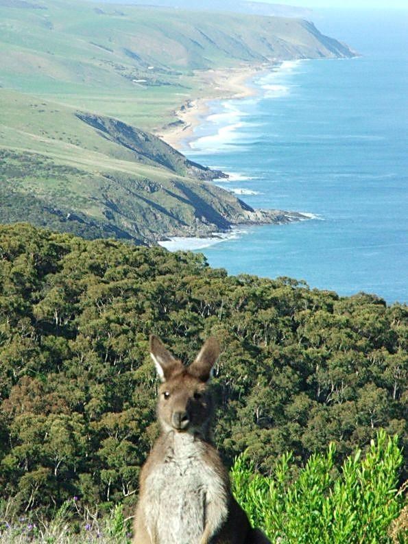 Klokan pozer upao u kadar