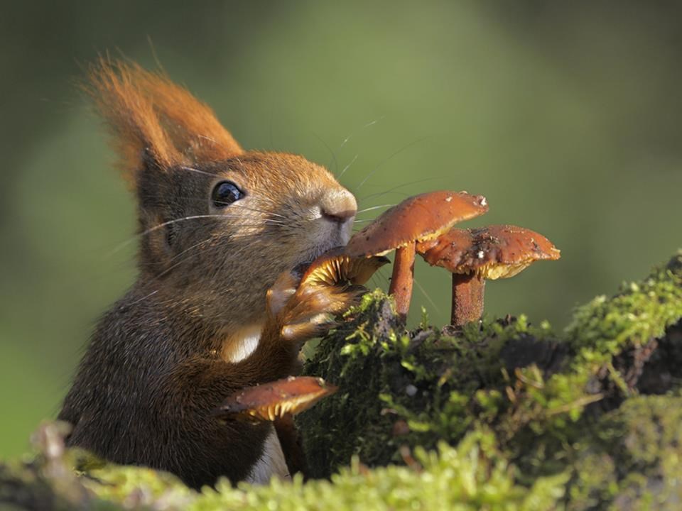 Vjeverica se napucala ludih gljiva, al će bit party u šumi