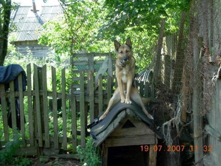 Vidiš gazda, nemam vidikovca pa ovako moram jadan...