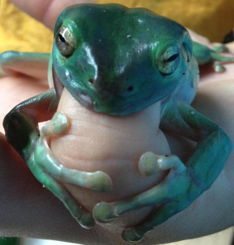 Žabica odlučila ponjupati svom čovjeku prst