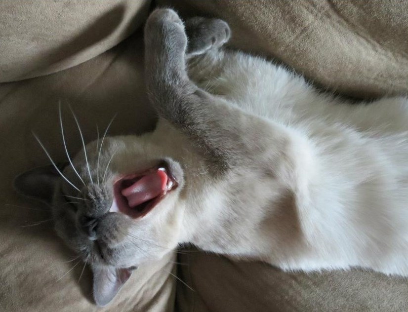 Pospana mica maca zijeva prije spavanca