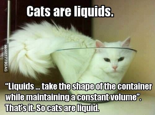 Dokaz da su mačke u tekućem stanju