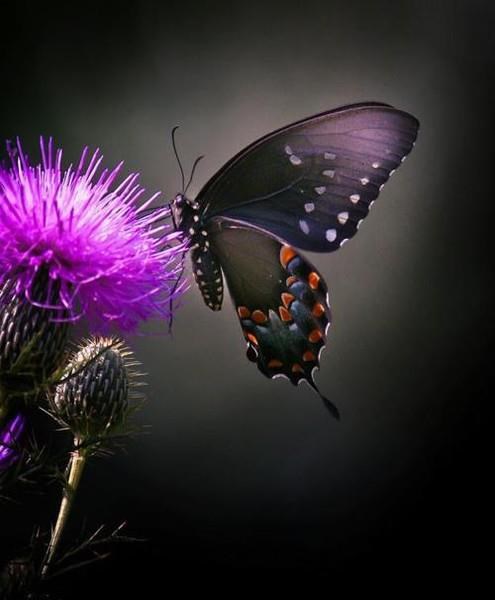 Leptir uživa u cvjetnom mirisu