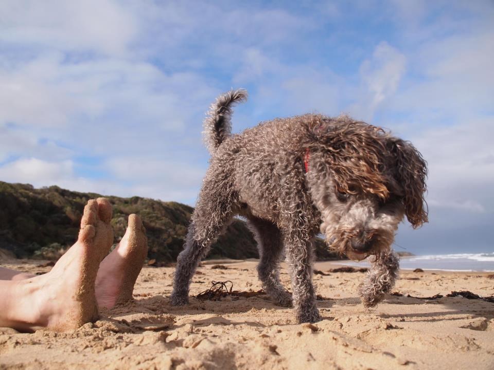 Opasni pas životom brani gazdine noge od dosadnih paparazza