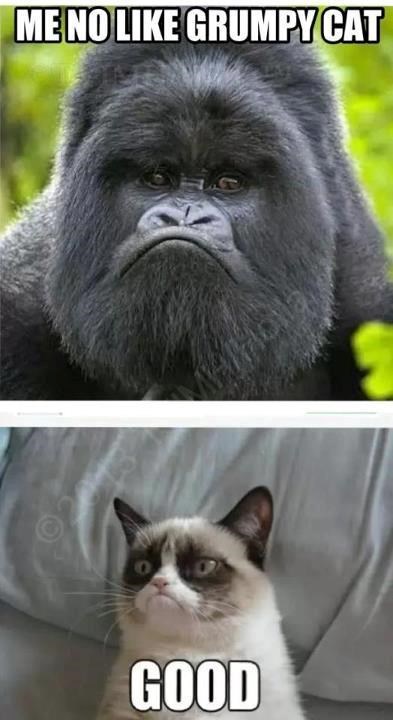 Mrzovoljni mačak skoro dobio konkurenciju