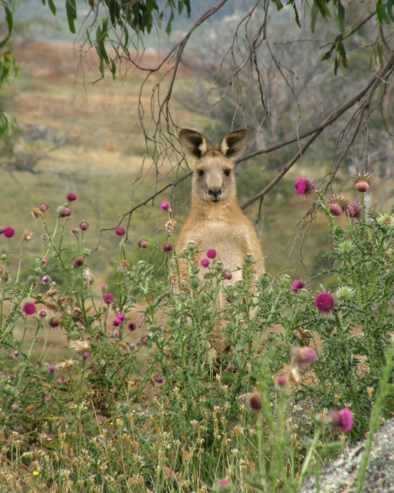 Klokan krenuo ubrati cvijeće svojoj dragoj