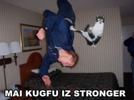 Kungfu mačka uhvaćena u akciji