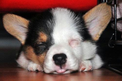 Mali slatkiš zaspao pod krevetom