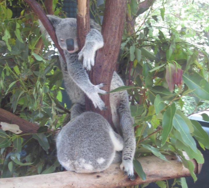 Jesu li to koale malo "zločeste"?