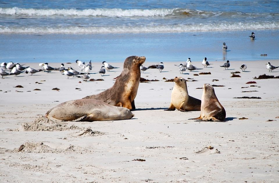 Tuljani na obiteljskom okupljanju