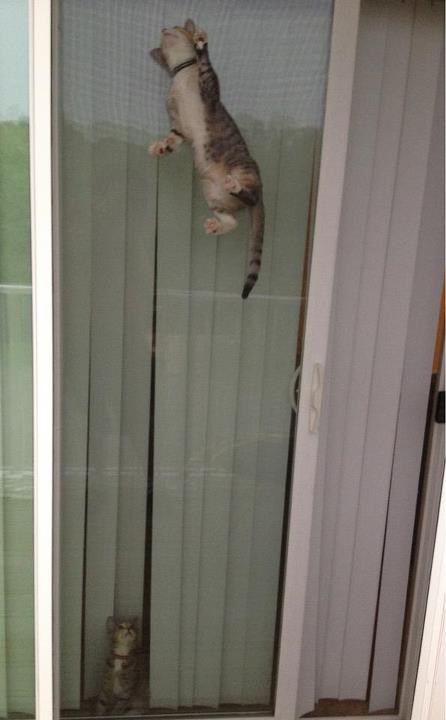 Mica maca u slobodno vrijeme radi ko kaskader za Spidermana