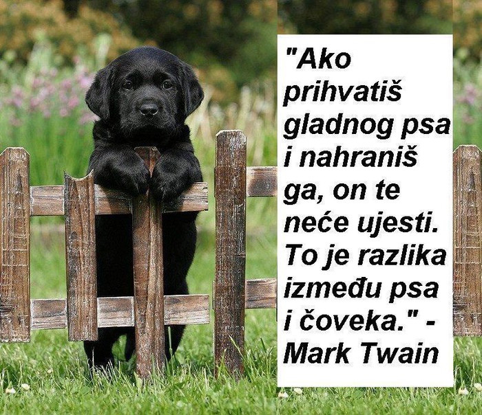 Životinje ne zaboravljaju dobra djela, ljudi su zmije...