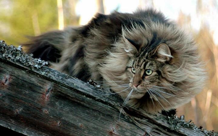 Ona koristi trovremenski taft