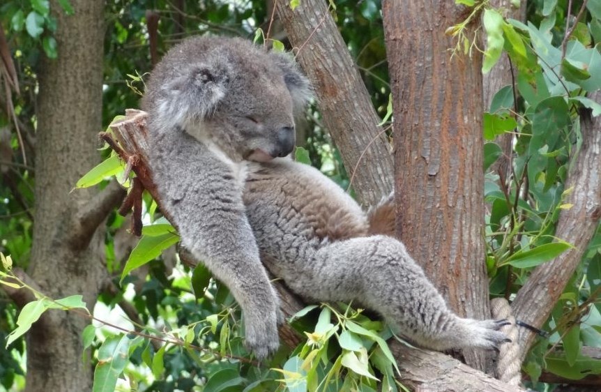 Koala našla idealnu pozu za drijemanje