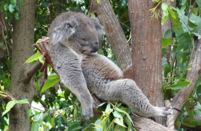 Koala našla idealnu pozu za drijemanje