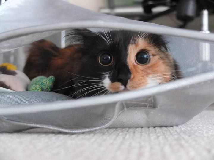 Mico maco, zašto imaš tako veeelikeee oči?