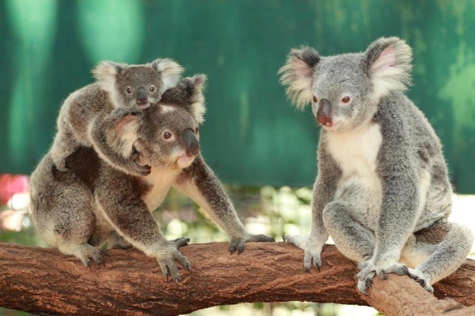 Koale poziraju za obiteljski portret