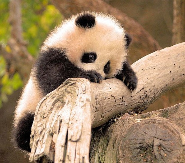 Kung fu panda snimljen u akciji. Lekcija 1: penjanje na drvo
