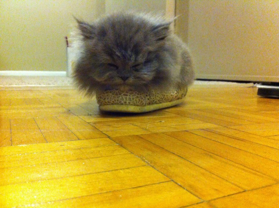 Da je našla manji "krevetić" i u njega bi se utrpala