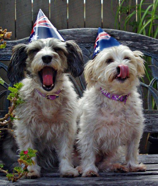 Psiće zahvatio slavljenički duh