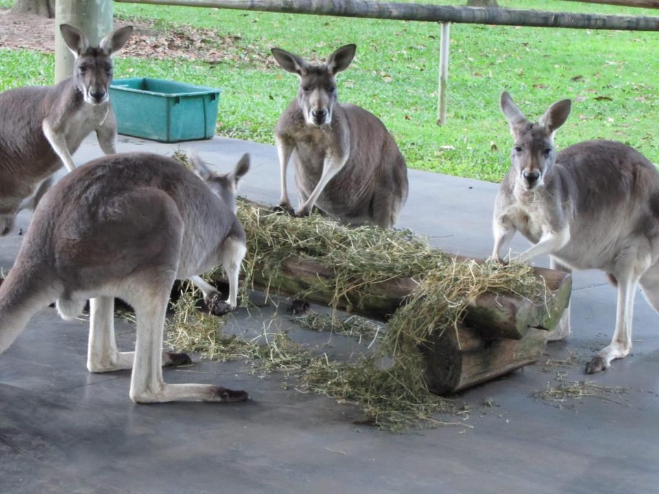 Uhvaćeni na djelu: Taman su klopu trpali u tobolce