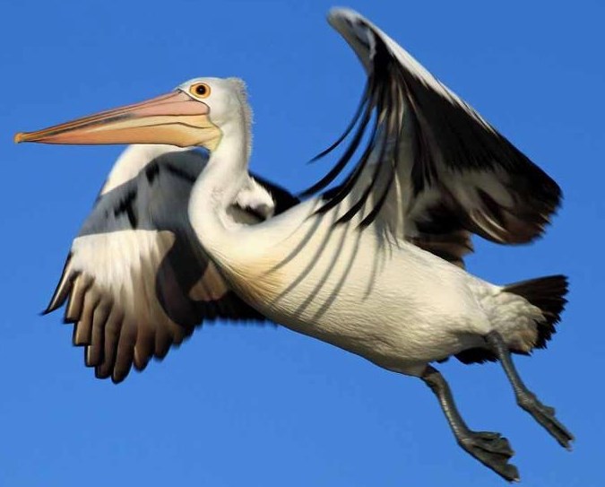 Pelikan uhvaćen u letu