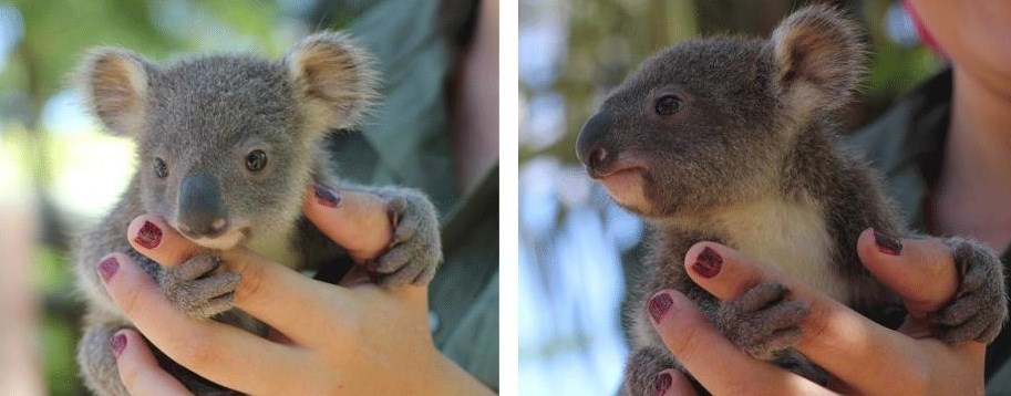 Mala koalica stane u dlan