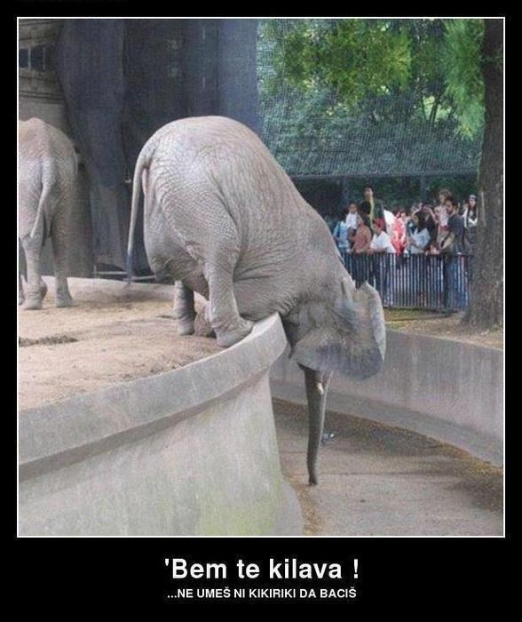 Slon nezadovoljan poslugom u ZOO-u