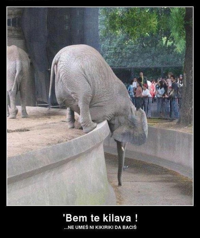 Slon nezadovoljan poslugom u ZOO-u