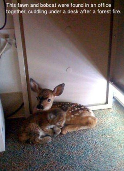 Dva mala prijatelja zajedno pobjegli od šumskog požara