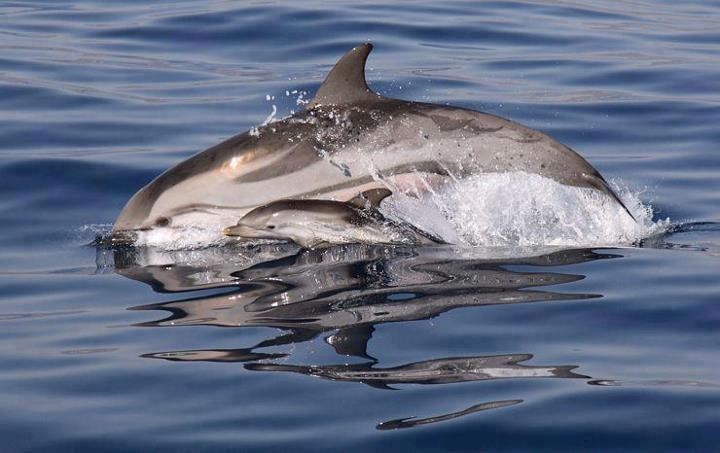 Mali dupin ne odvaja se od mame