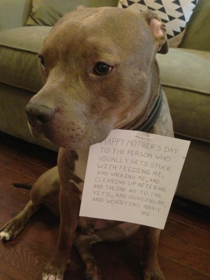 Pas gazdarici prisilno čestitao "majčin dan"